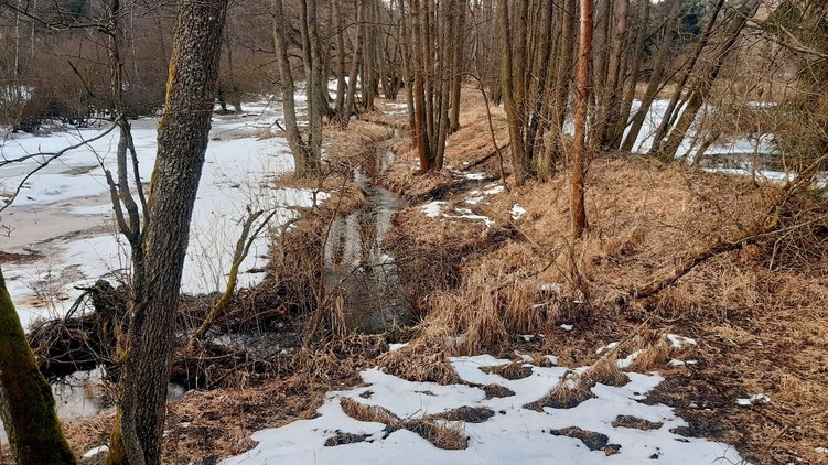 Rašeliniště pod Trojanem - na Vysočině vznikla nová přírodní rezervace